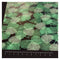 BDF 4GLV Decorative Window Film Green Leaves